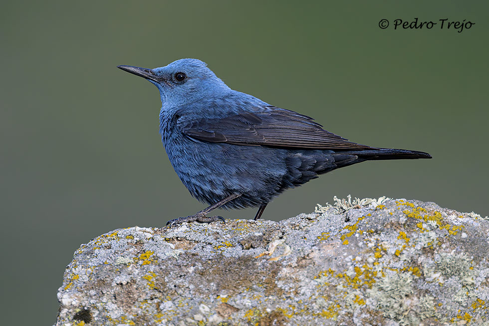 Roquero solitario (Monticola solitarius)